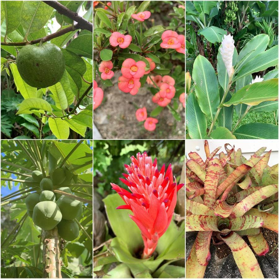 Bella Casa Villa Rarotonga Buitenkant foto